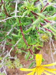 Gorteria integrifolia