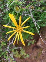 Gorteria integrifolia