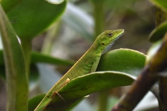 Anolis gemmosus