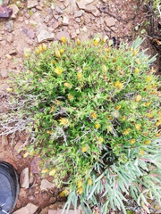 Gorteria integrifolia