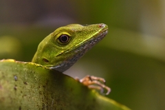 Anolis gemmosus