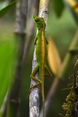 Anolis gemmosus