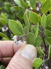 Arctostaphylos hookeri hookeri