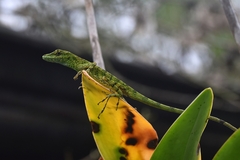 Anolis gemmosus