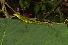 Anolis gemmosus