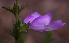 Prostanthera cryptandroides