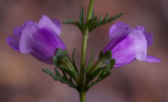 Prostanthera cryptandroides