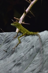 Anolis gemmosus
