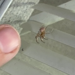 Latrodectus geometricus