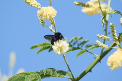Bombus pauloensis