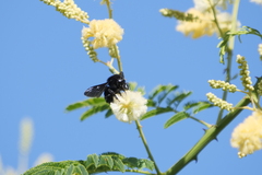 Bombus pauloensis
