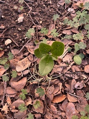 Dermatophyllum secundiflorum