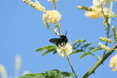 Bombus pauloensis