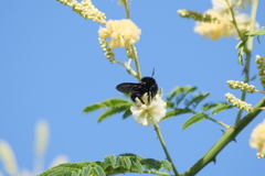 Bombus pauloensis
