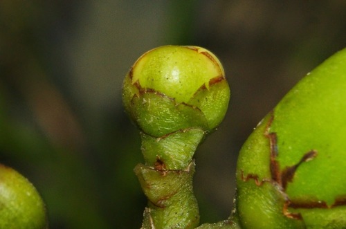 Clusia gundlachii