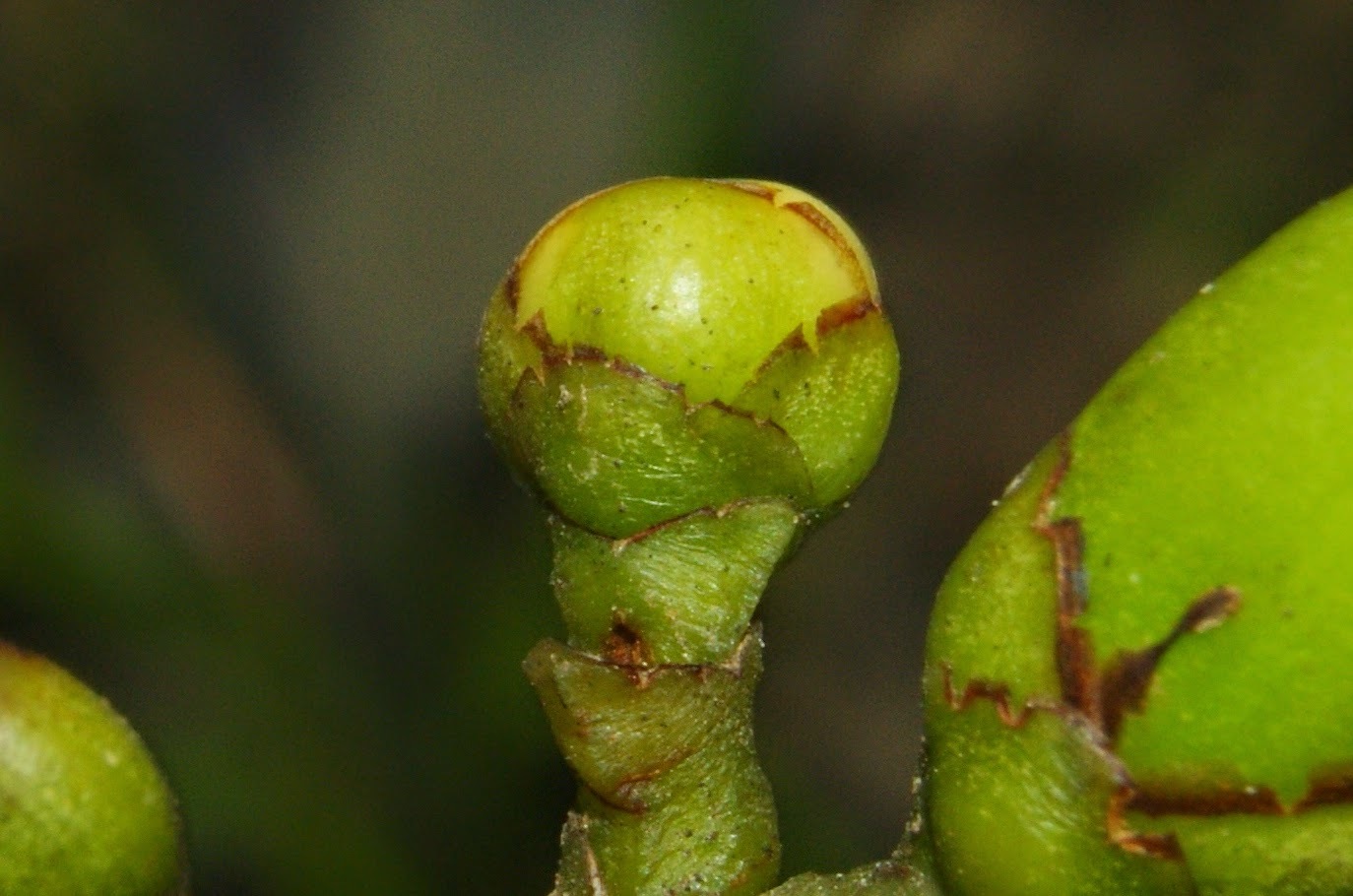 Clusia gundlachii