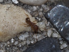 Pheidole navigans
