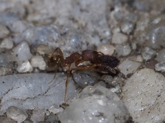 Pheidole navigans