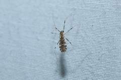Erioptera caliptera