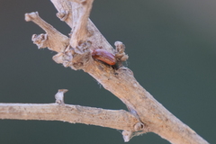 Plagiodera erythroptera