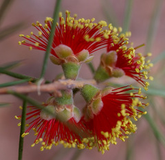 Melaleuca brachyandra