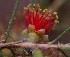 Melaleuca brachyandra