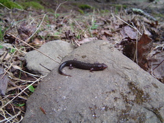 Desmognathus conanti