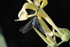 Micrathyria hypodidyma