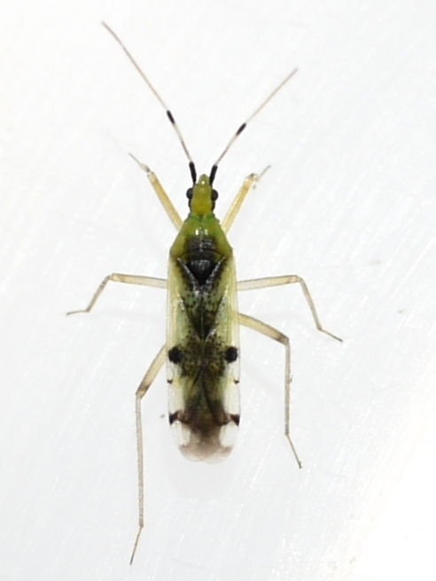 Macrolophus brevicornis