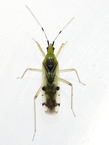 Macrolophus brevicornis