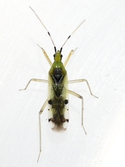 Macrolophus brevicornis
