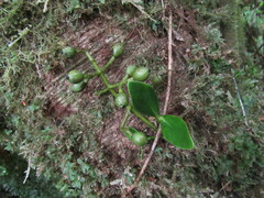 Clusiaceae