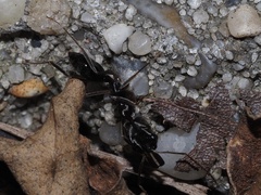 Odontomachus haematodus