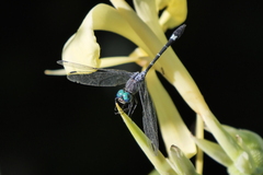 Micrathyria hypodidyma