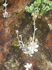 Helichrysum luteoalbum