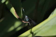 Micrathyria hypodidyma