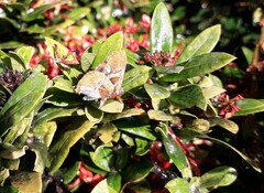 Anteros carausius carausius