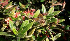 Anteros carausius carausius