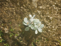 Helichrysum luteoalbum