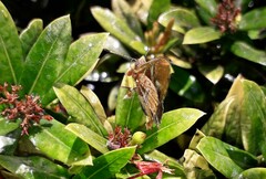 Anteros carausius carausius