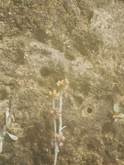 Helichrysum luteoalbum