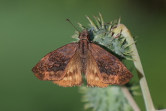 Theagenes dichrous