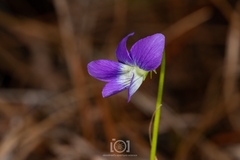 Viola septemloba