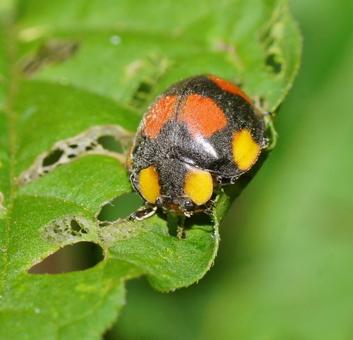 Large Leafeating Ladybird (Papuaepilachna guttatopustulata) · iNaturalist