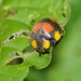 Large Leafeating Ladybird - Photo (c) Reiner Richter, some rights reserved (CC BY-NC-SA), uploaded by Reiner Richter