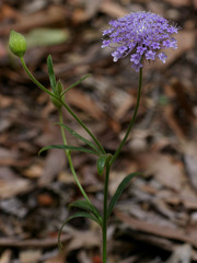 Trachymene coerulea