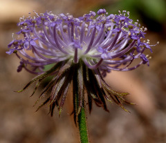 Trachymene coerulea