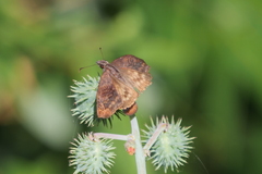 Theagenes dichrous