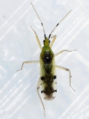 Macrolophus brevicornis