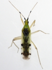 Macrolophus brevicornis